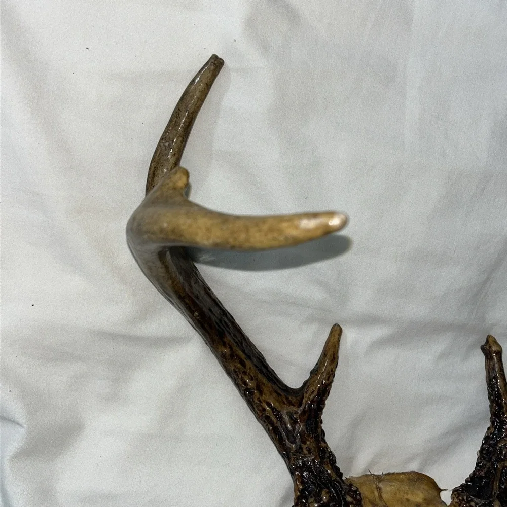 Genuine Deer Antlers Small 7 point Man Cave Decor Antler Polished‎ Hunters Skull